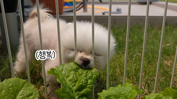 다시 돌아 온 퐁키의 계절