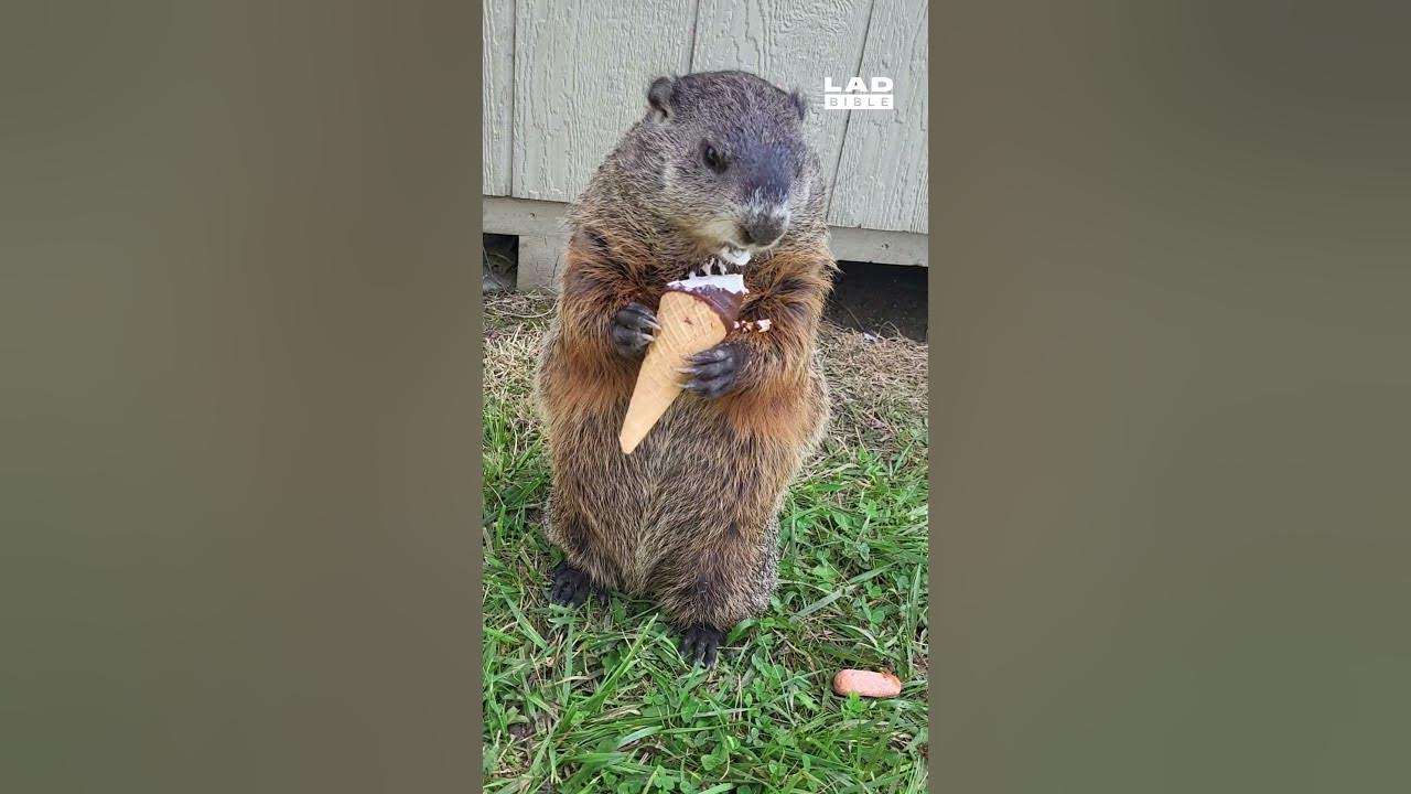 Puddles the Groundhog Loves Ice Cream #groundhog #Cute #Icecream #