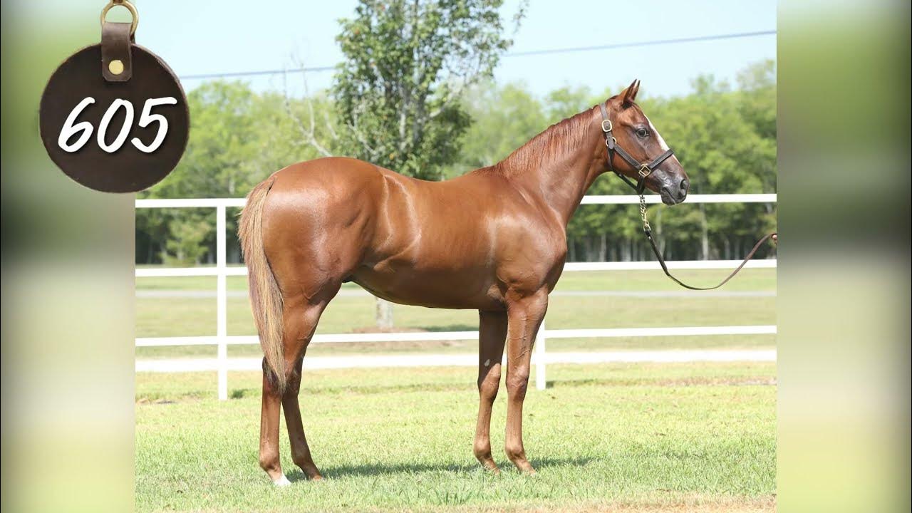 2023 Heritage Place Yearling Hip 605 YouTube