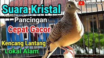 Perkutut lokal gacor Suara Besar Pancingan Perkutut Paling Ampuh Langsung Nyaut #perkututlokalgacor