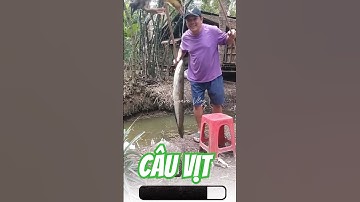 Vlog 1367 : Câu Cá Lóc Bằng Vịt #nghisuave #fishing #câucá #câuvịt #đammêcâucá