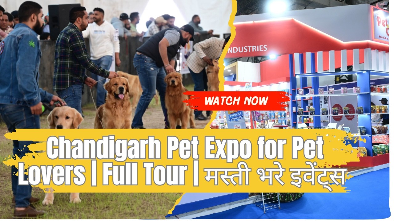 Chandigarh Pet Expo for Pet Lover 🐶 | Full Tour | Horse, Buffalo, डॉग शो और मस्ती भरे इवेंट्स