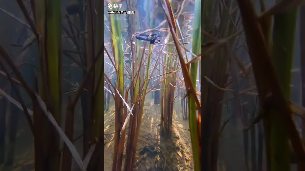 IPHONE WATERPROOF TESTING 