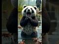 Emotional Story Thirsty Baby Panda Attacked By Scorpions Ai Panda Shorts Shortsfeed Trending Viral Emotional Story Thirsty Baby Panda Attacked By Scorpions Ai Panda Shorts Shortsfeed Trending Viral