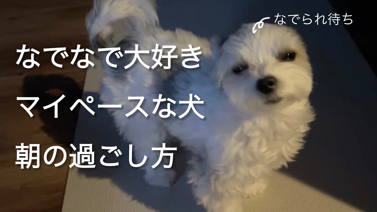 休みの日だから寛容になれる　マイペースすぎる愛犬のモーニングルーティーン