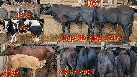 11/07 lô 3con đực 13.5tr.bò lỡ me con cái tơ cái sát.vv.. sđt:0383073270