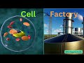 Cell Factory: Unraveling Structures and Functions of the Cell