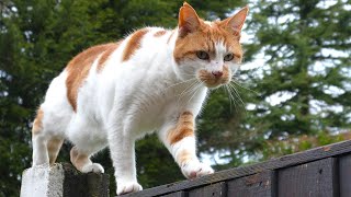 Cat Walking On Fence | Slow Motion 4K 120fps by Tom & Mimi Extras 2,965 views 1 month ago 41 seconds