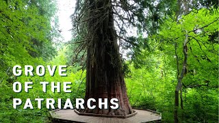 [4K 60p] Grove of the Patriarchs | Virtual Hike | Nature Walk