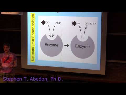 Substrate-Level Phosphorylation