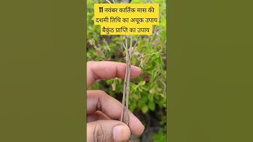 11 नवंबर कार्तिक मास की दशमी तिथि का महा उपाय #panditprdeepmishrakeupay #viralvideo