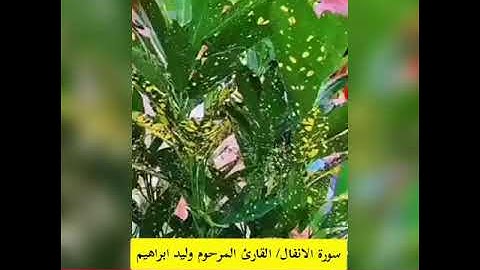 القران الكريم سورة الانفال القارئ وليد ابراهيم