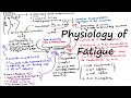 Causes of muscle fatigue physiology of muscle fatigue peripheral fatigue  central fatigue