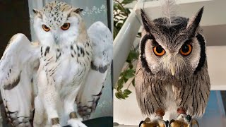 OWL BIRDS🦉- Funny Owls And Cute Owls Videos Compilation (2021) #016 - CLONDHO TV by CLONDHO TV 4,523 views 2 years ago 5 minutes, 29 seconds