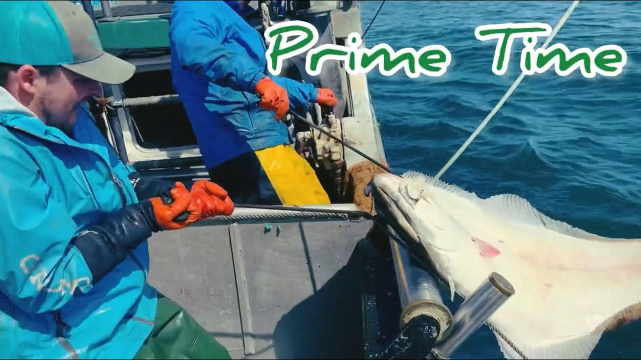 Kodiak Alaska Halibut Fishing 2023 YouTube