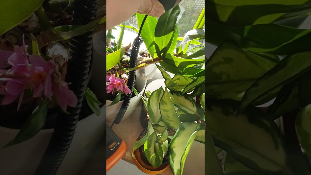 Posizionare le orchidee alla giusta esposizione è fondamentale