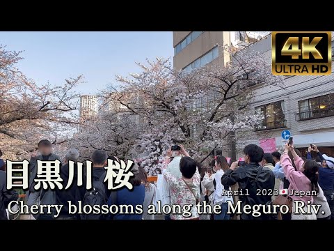 【4K】目黒川 桜 Cherry blossoms along the Meguro River. "Hanami" April 2023🇯🇵Japan