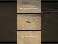 Fastest insects speed comparison #insect  #3dcomparison  #shorts