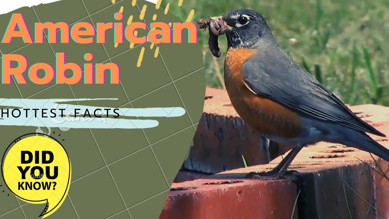 American Robin facts 🦜 Calling 🎵