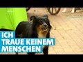 Straßenhund Mila ist ein schwieriger Fall