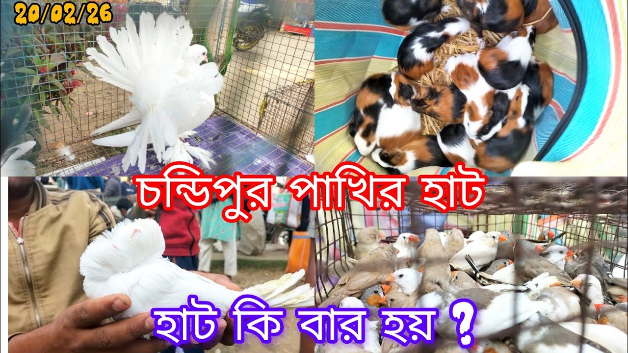 😱চন্ডিপুর পাখির হাট কি বার হয়? কোন সময় হয়।। Recent New Video Fancy pigeons sell at a low price 