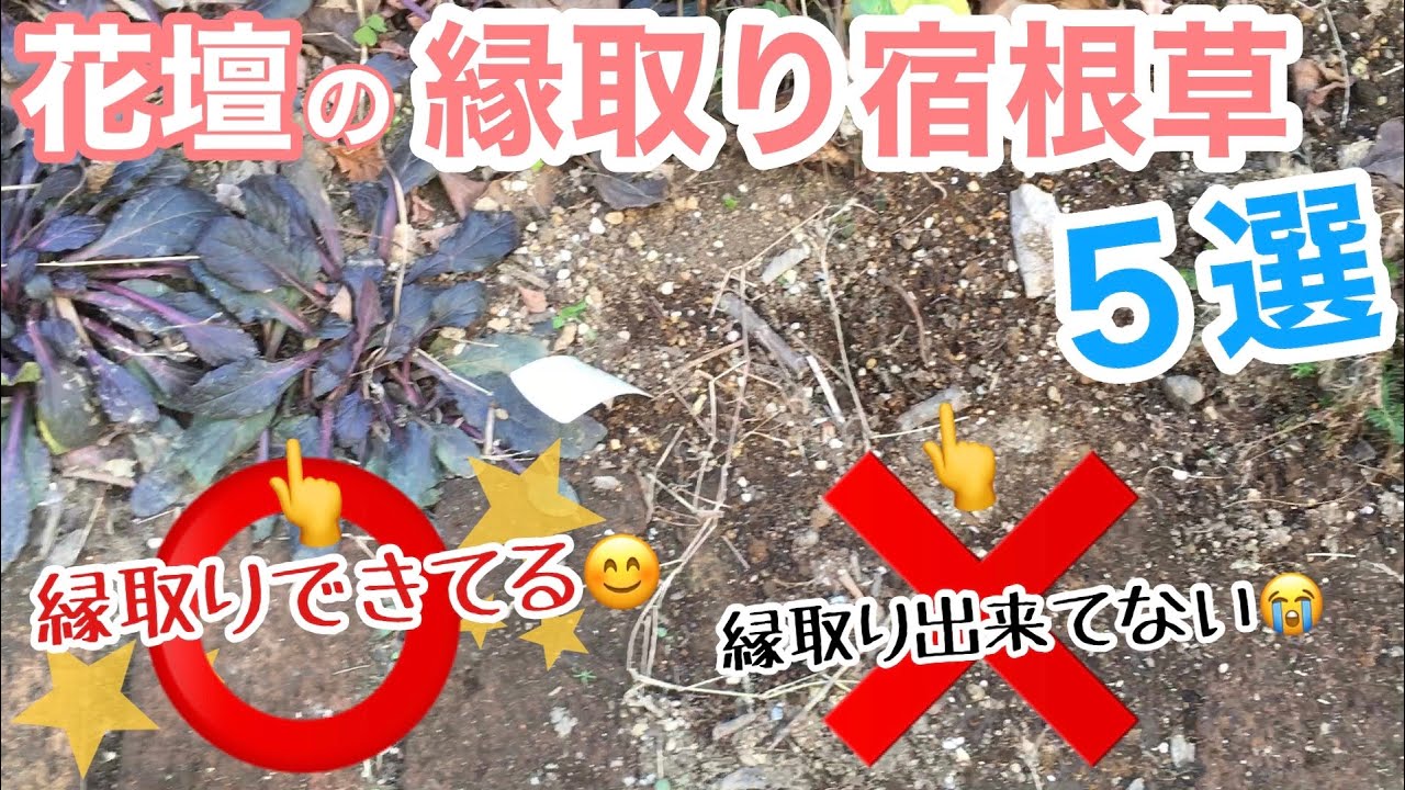 宿根草 花壇の縁取り宿根草5選 土の流出が止まらないお庭を宿根草で食い止めろ 紹介 植栽 境界線を縁取って 花まで楽しめて グランドカバーもできる最強宿根草 ガーデニング Youtube