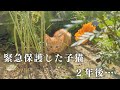 庭で保護した子猫が２歳になりました
