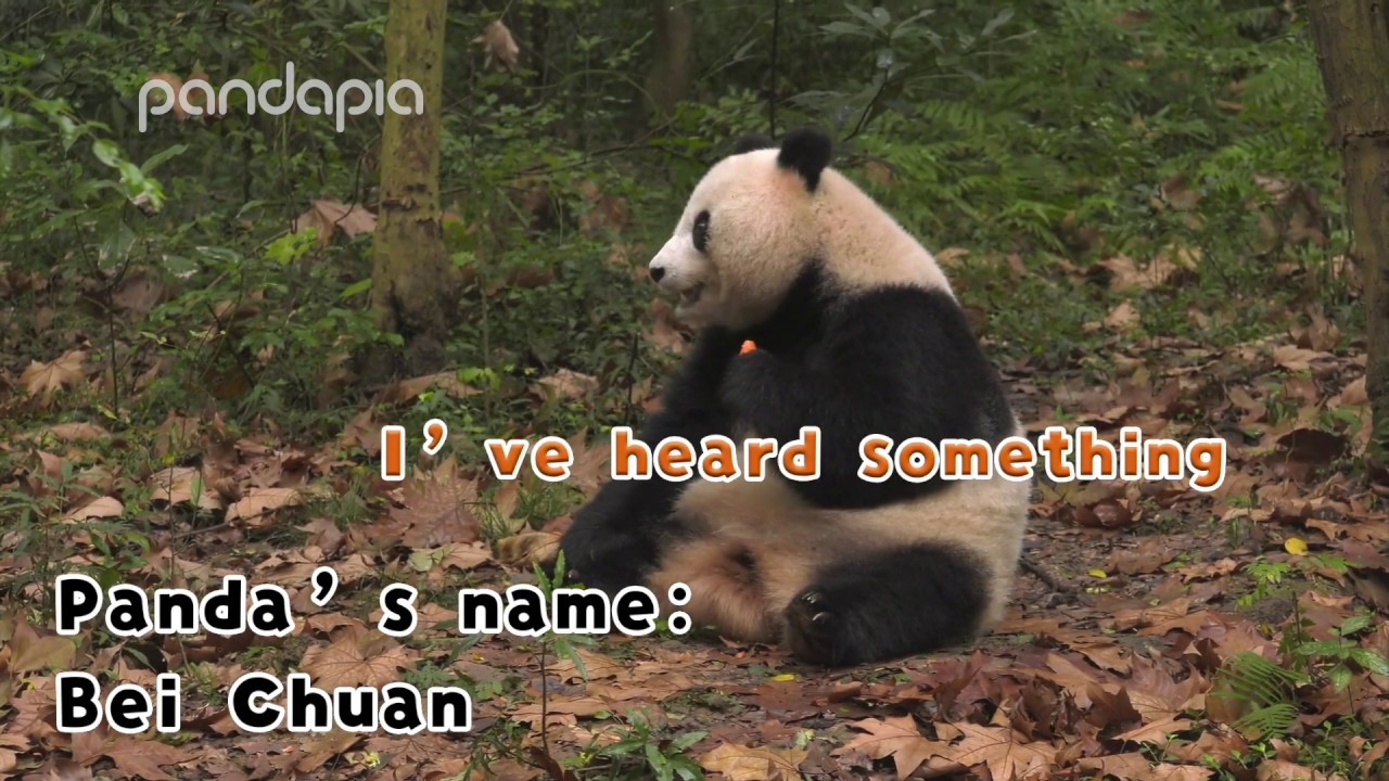 Funny panda moments #36