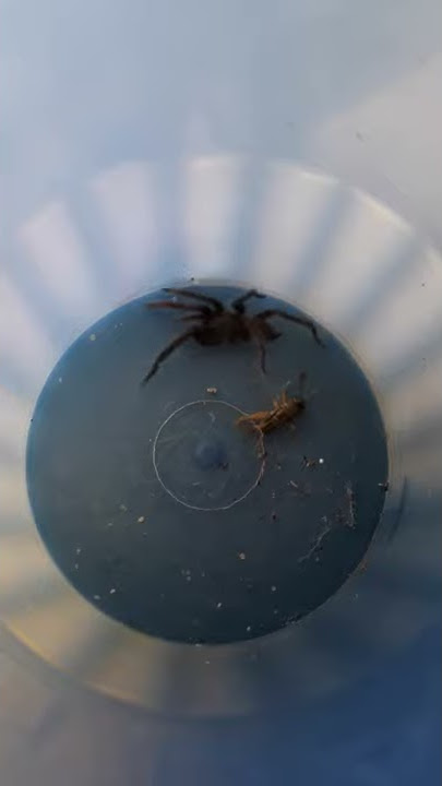 Tarantula vs jangkrik. Part 1