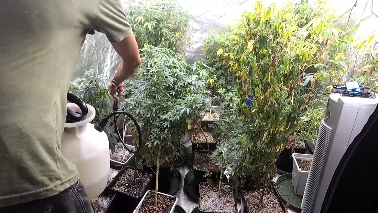 ENZYMES KOMPLETE NATURAL ENZYMATIC CLEANER IPM MIXTURE SOIL DRENCH IN