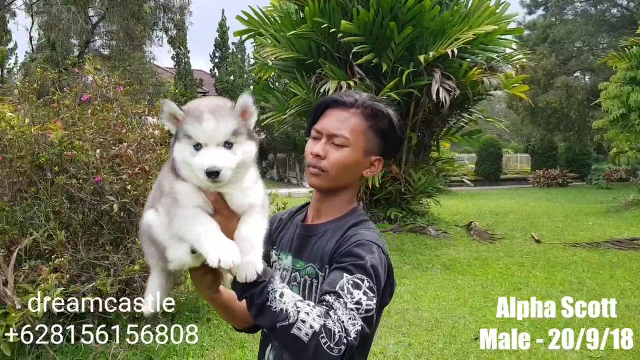 Ready For Sale Male Baby Siberian Husky Very Cute Long Hair