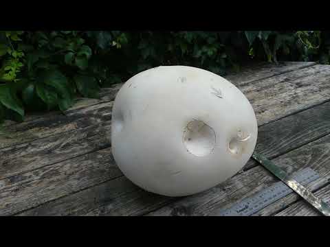 Video: Kailan ka dapat kumain ng puffball mushroom?