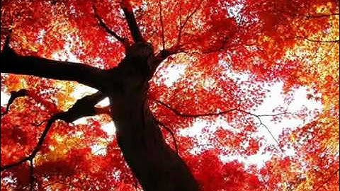 سورة الفجر الشيخ نبيل الرفاعى.