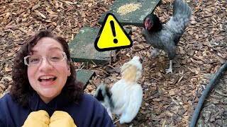 How to Add NEW CHICKENS to Your Flock!