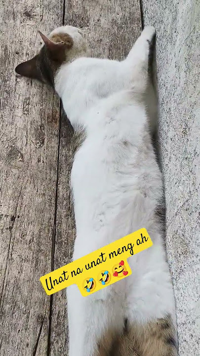 unat na unat matulog si memeng 🤣#short_ #catvideos