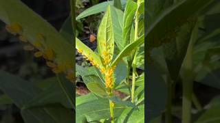 How to Get Rid of Aphids Naturally | Neem Oil Garden Tip