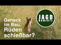 Geheck im Bau - sind Rüden schießbar? | JagdMomente | Expertise #3