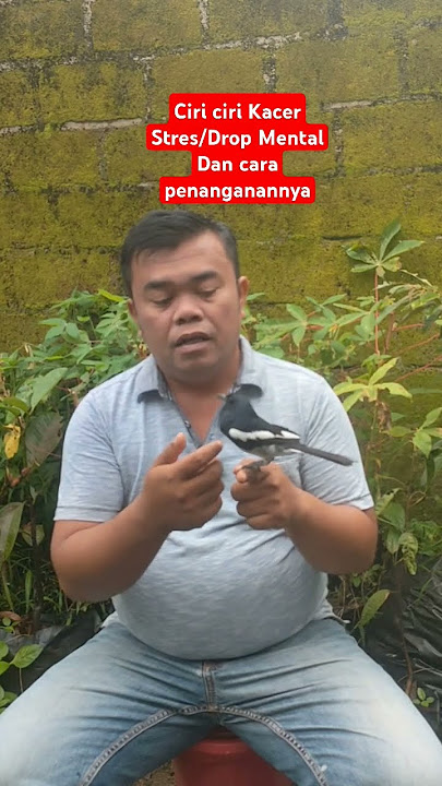 Ciri ciri Kacer Stres/Drop Mental Dan cara penanganannya #birds #burung #birdkacer #sadbird #kacer