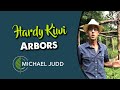 How to grow kiwi fruits the right way   taming kiwi vines  building a hardy kiwi trellis
