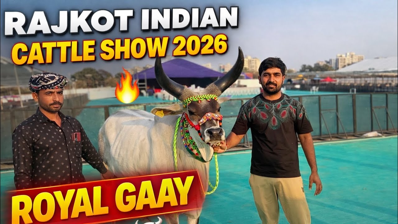 Rajkot Indian Cattle Show 2026 | Royal Desi Gaay का जबरदस्त जलवा 🔥🐂kankrej  bharattharanikankrejcow 
