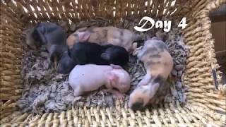 Holland Lop/Harlequin Babies Day 1-34