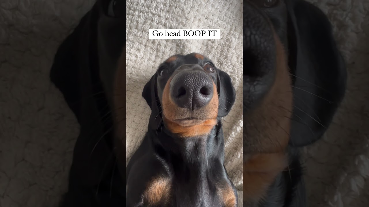 Double tap too boop my snoot!! 💜🐶 #mini #minidachshund #minidachshunds #mini #dachshunds #viral