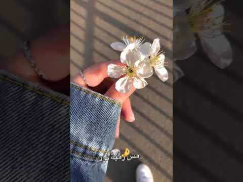 اغنية الشامي الجديدة انا ورد بس ورد نرجس كلي برد بس صعب ارجف