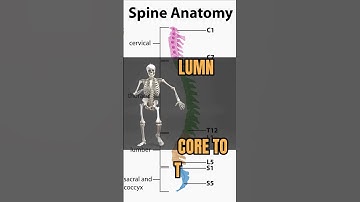 Vertebral Column song #humananatomy #Spine #Cervical #Education #Shorts #bones #original #Medicine