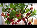     apple cherry care and propagation methodsbest garden ideas