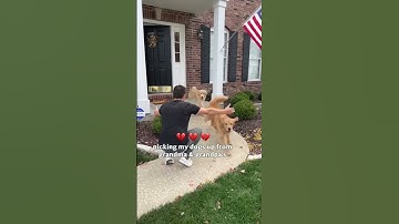Thumbnail of Proof that love hurts! #dog #comedy #goldenretriever