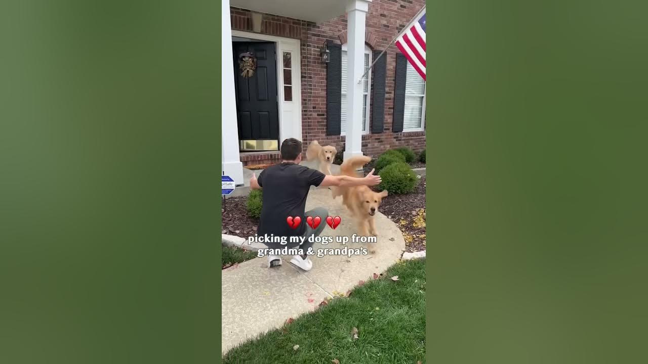Proof that love hurts! #dog #comedy #goldenretriever