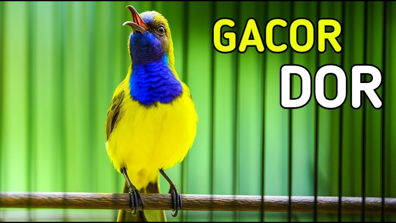 Sogon gacor dor, cocok untuk pancingan dan masteran sogon lain