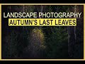 Landscape Photography - Autumn&#39;s Last Leaves