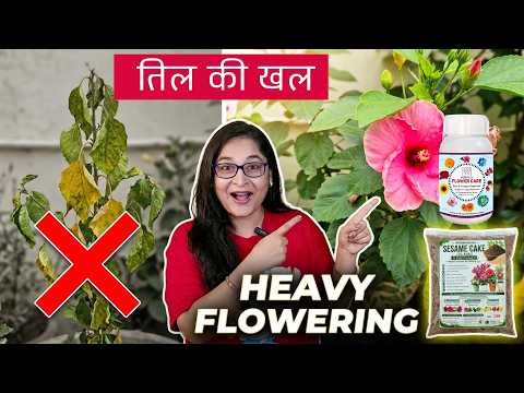 🧿Best fertilizer for Flowwring and Fruiting/TIL KI KHAL (SESAME CAKE) FOR PLANTS. #garden #flower